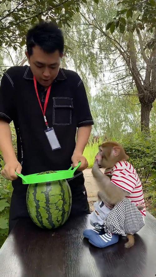 吃瓜只吃中间小芯芯,揭秘只吃中间小芯芯的独特风味