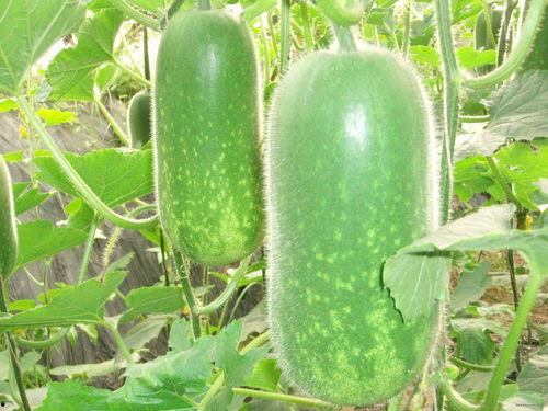 农村吃瓜爆料图片,揭秘乡村生活那些事儿