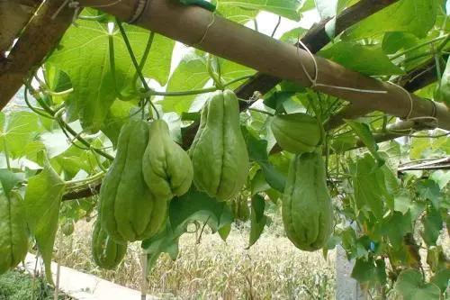 宝宝咳嗽吃佛手瓜好吗,天然食疗新选择