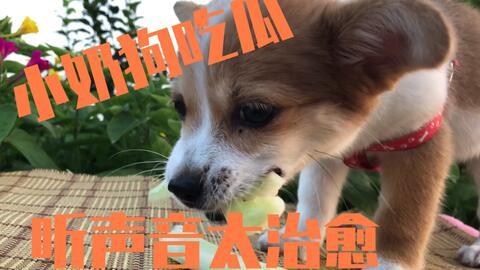 狗狗吃瓜变成被吃瓜,狗狗误食瓜果成“瓜王”，反被瓜农“吃瓜”