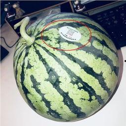 网红吃瓜球,趣味横生引网友热议
