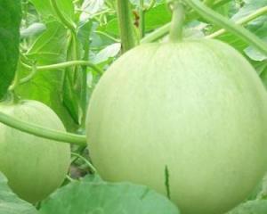 怀孕可以吃的瓜,盘点适合孕妇食用的瓜类佳肴